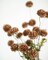6PCS Artificial Silk Pompon Mum Flowers, Mini Chrysanthemum Ball Faux Flowers with Stems, 20 Inch Coffee Color Artificial Flowers for DIY Bouquets, Vase Arrangements, Home and Table Centerpieces